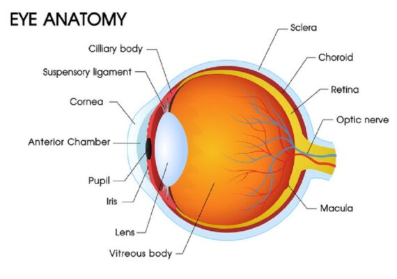 cornea cornea