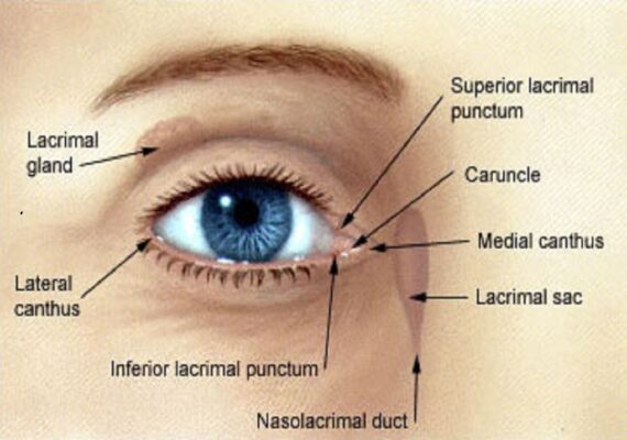 oculoplasty oculoplasty